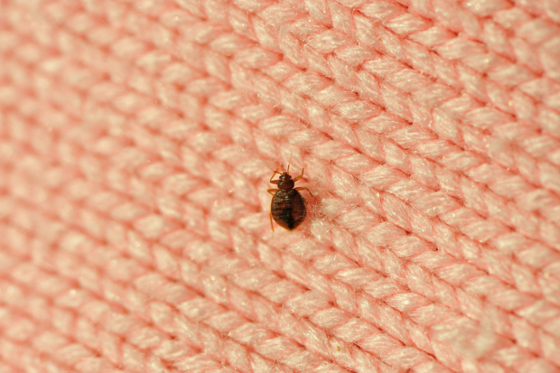 Bed-Bug-Treatment - Cerritos Best Pest Pros | Cerritos, CA | 562-600-8746