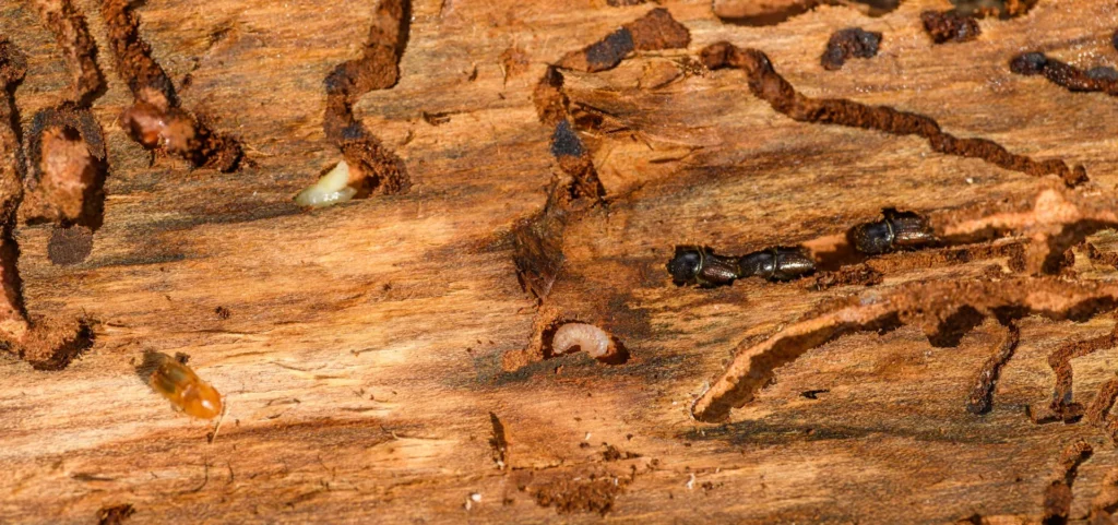 Is Your Home at Risk for Termite Damage - Cerritos Best Pest Pros | Cerritos, CA | 562-600-8746