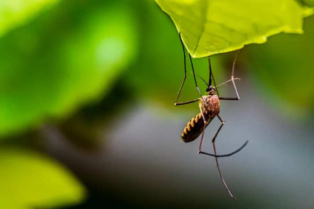 Mosquito-Control-for-Every-Outdoor-Space - Cerritos Best Pest Pros | Cerritos, CA | 562-600-8746