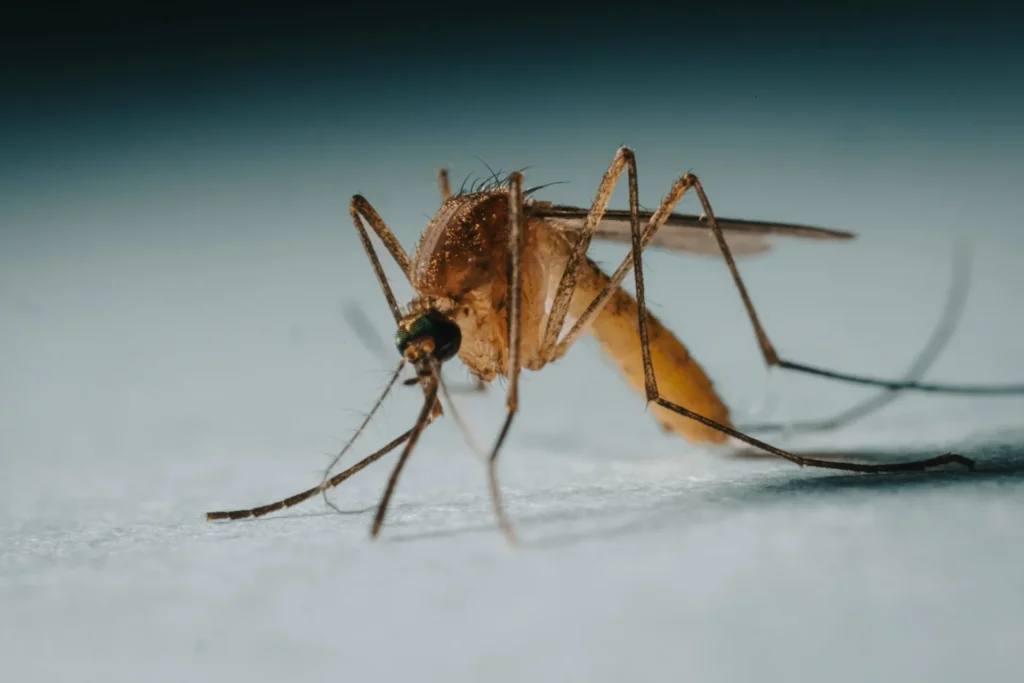 Protect Your Family from Mosquito-Borne-Diseases - Cerritos Best Pest Pros | Cerritos, CA | 562-600-8746
