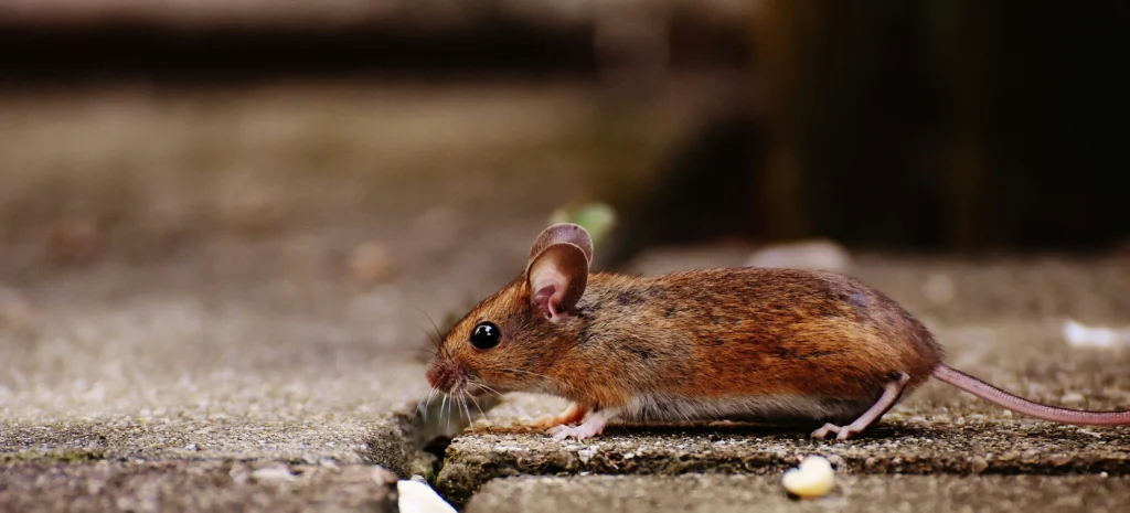 Residential-Commercial-Rodent-Solutions - Cerritos Best Pest Pros | Cerritos, CA | 562-600-8746