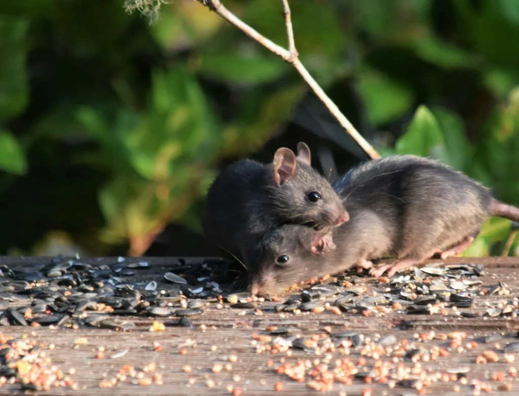 Rodent-Removal - Cerritos Best Pest Pros | Cerritos, CA | 562-600-8746