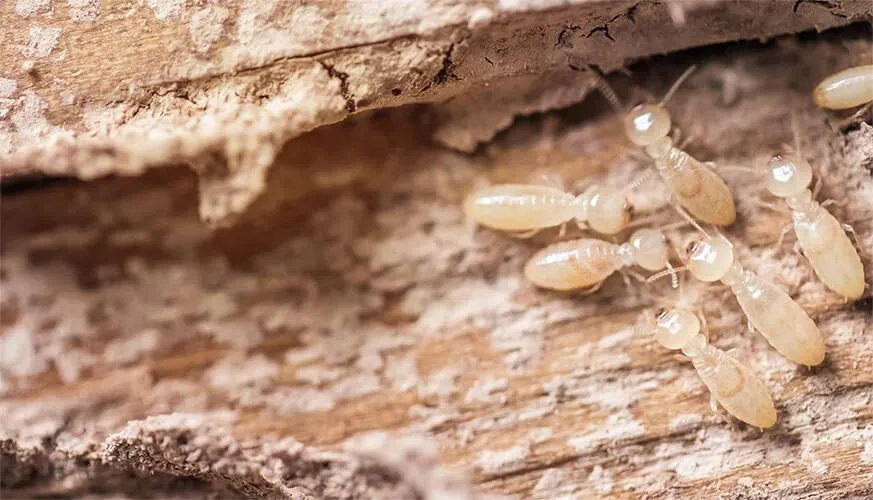 Signs You May Have a Termite Infestation - Cerritos Best Pest Pros | Cerritos, CA | 562-600-8746