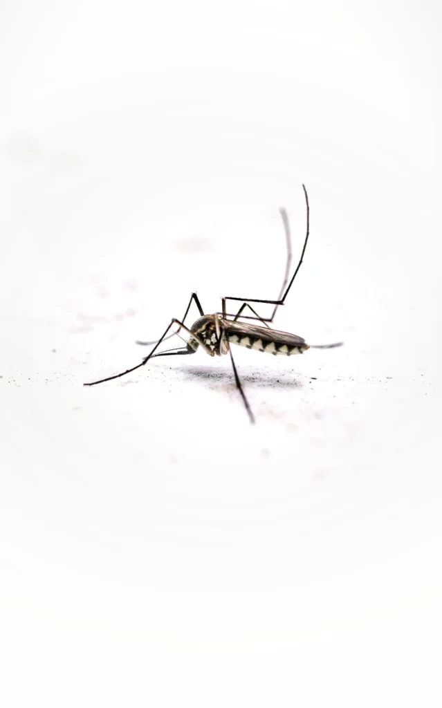 Tired of Mosquitoes Ruining Your Evenings - Cerritos Best Pest Pros | Cerritos, CA | 562-600-8746