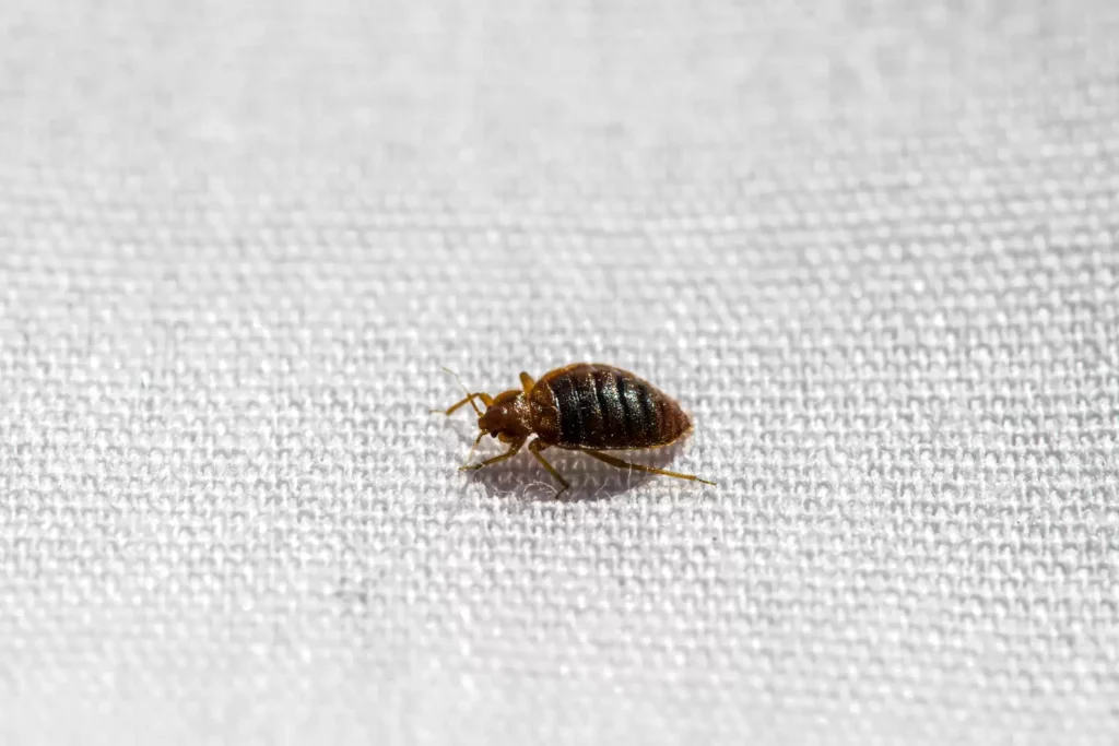 Why Bed Bug Heat Treatments Work Best - Cerritos Best Pest Pros | Cerritos, CA | 562-600-8746