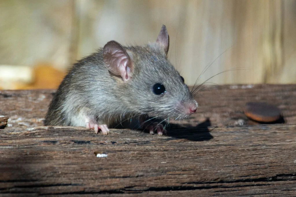 Why-Choose-Our-Rodent-Exterminators - Cerritos Best Pest Pros | Cerritos, CA | 562-600-8746